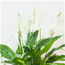 https://bonovo.isisflor.com/fileuploads/Produtos/Plantas Naturais/thumb__Um_Jardim_Para_Ti_03.jpg